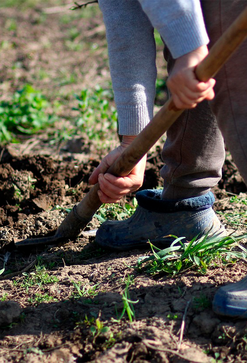 Pessoa no campo preparando o terreno com auxílio de uma pá.